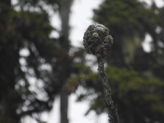 Acroscyphus sphaerophoroides