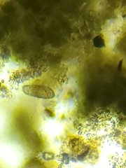 Colepidae