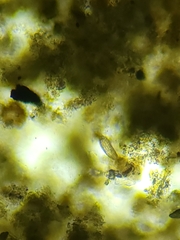 Colepidae