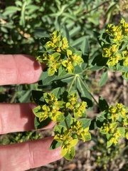 Euphorbia oblongata