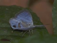 Caeruleuptychia aetherialis