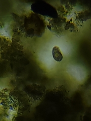 Colepidae