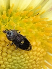 Orthonevra nitida