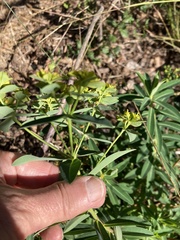 Euphorbia oblongata