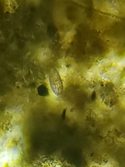 Colepidae
