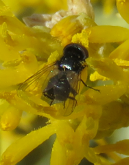 Phasia barbifrons