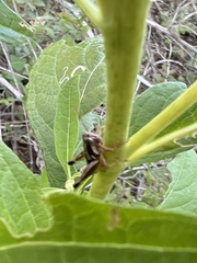 Phaedrotettix
