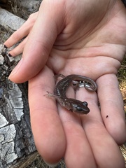 Aneides lugubris