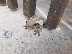 Trachycephalus vermiculatus