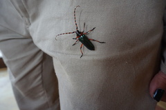 Stenaspis verticalis verticalis
