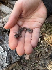 Aneides lugubris