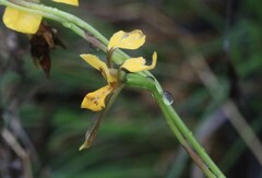 Diuris chrysantha