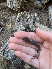 Aneides lugubris