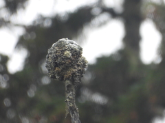 Acroscyphus sphaerophoroides