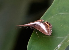 Nymphidium lisimon