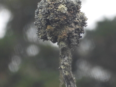 Acroscyphus sphaerophoroides