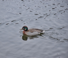 Anas crecca × platyrhynchos