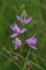 Calopogon tuberosus tuberosus