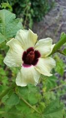 Hibiscus diversifolius diversifolius