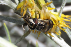 Copestylum marginatum