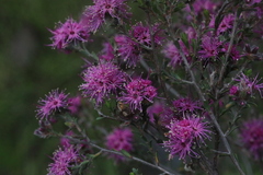 Kunzea obovata