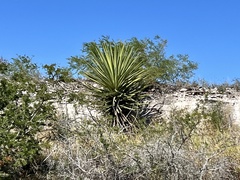 Yucca treculiana