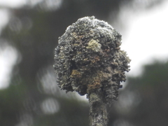 Acroscyphus sphaerophoroides