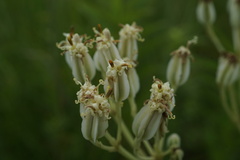 Arnoglossum
