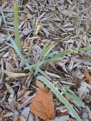 Zephyranthes drummondii