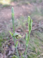 Calochilus