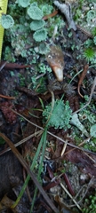 Cladonia pyxidata
