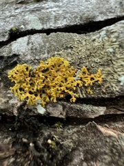 Xanthomendoza weberi