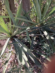 Yucca treculiana