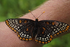 Euphydryas phaeton