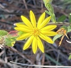 Bradburia pilosa