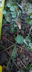 Cladonia pyxidata