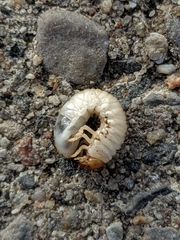 Osmoderma eremicola