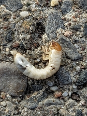 Osmoderma eremicola
