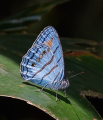 Caeruleuptychia helios