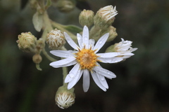 Olearia phlogopappa
