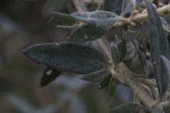 Olearia phlogopappa