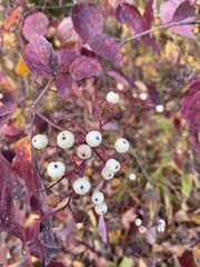 Cornus