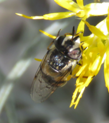 Copestylum marginatum