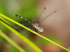 Nannophlebia eludens