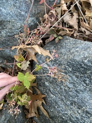 Geranium thunbergii