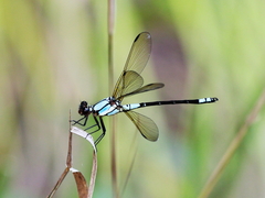 Diphlebia euphoeoides