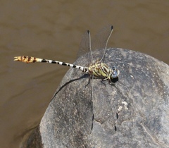 Erpetogomphus compositus