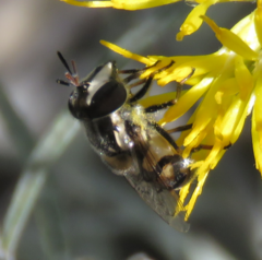Copestylum marginatum