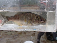 Cymatogaster aggregata