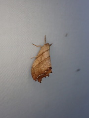 Drepana bilineata